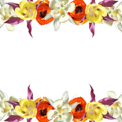 Beautiful floral background of aquilegia and poppy. Isolated