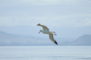 Fototapeta na wymiar Royal Albatross flying around above the seaside