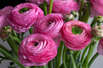 Pink Ranunculus bouquet background. Macro. Close-up. For colorful greeting card or flower delivery....
