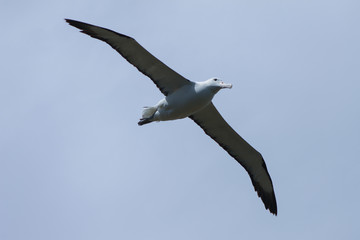 Royal Albatross flying around