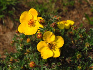 Dasiphora fruticosa, common name also shrubby cinquefoil, golden hardhack, bush cinquefoil, shrubby five-finger or widdy, popular undemanding bush