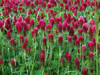 Inkarnat-Klee, botany name Trifolium incarnatum, dark red clover used as fodder, flowering field