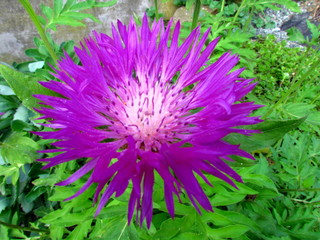 Obraz premium Centaurea dealbata, dark pink blossom with white middle, named also Persian cornflower or Persian cornflower, Centaurea dealbata, dark pink blossom with white middle, named also whitewash cornflower