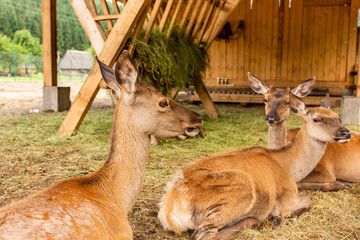 Close-up of deer in a contact park