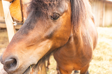 Close-up of a pony in a contact park