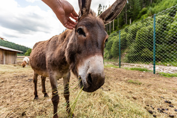 close-up of a donkey in a contact park