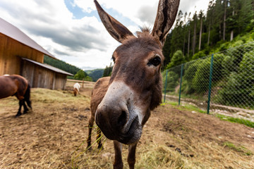 Naklejka premium close-up of a donkey in a contact park