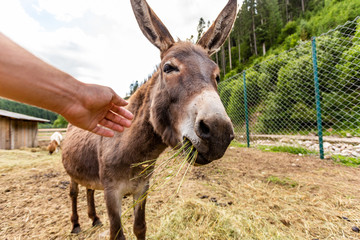 close-up of a donkey in a contact park