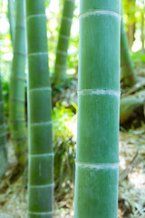 Obraz premium 竹やぶ