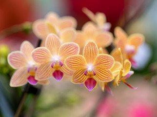 Close up of  beauty colorful orchid flower