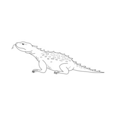 Lizard vector. Hand drawn picture of lizard. Black thin line illustration, isolated on white background.