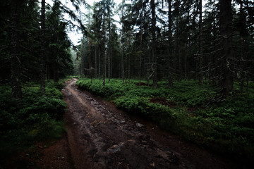 Moody summer path through forest on Sumava, Czech republic