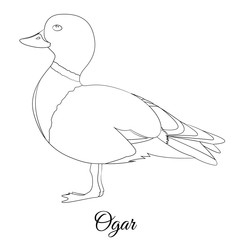 Ogar bird cartoon coloring vector illustration - obrazy, fototapety, plakaty