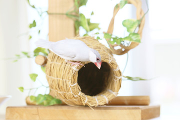 壺巣とシルバー文鳥のメス