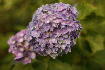 紫陽花