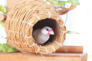 壺巣とシルバー文鳥のメス