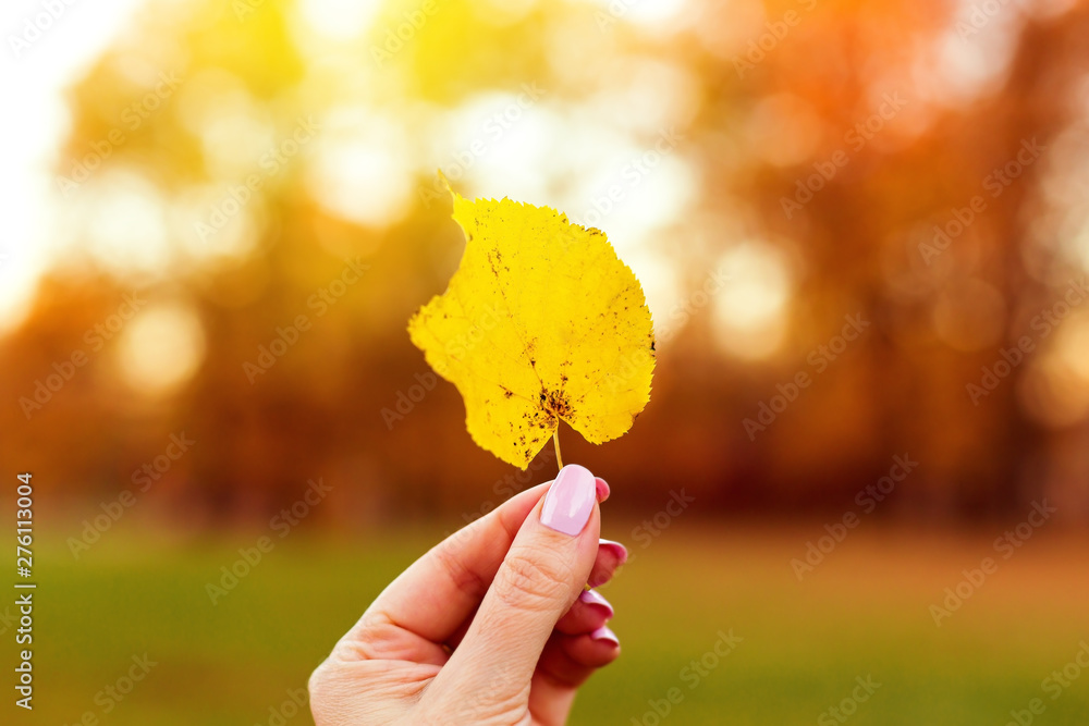 Wall mural yellow fall maple leaf in hand