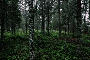 Natural green forest of spruce trees in Sumava, Czech Republic
