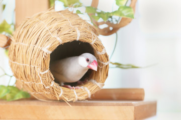 壺巣とシルバー文鳥のメス