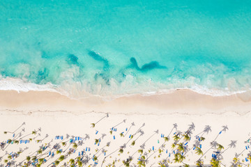 Aerial view from drone on caribbean seashore with coconut palm trees and sunbeds. Summer holidays