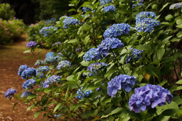 紫陽花