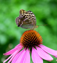 Echinacea mit Schmetterling