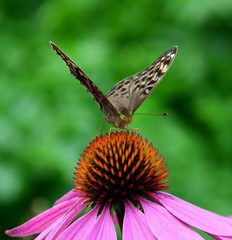 Echinacea mit Schmetterling 