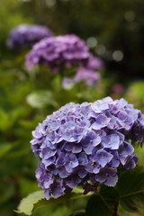 紫陽花