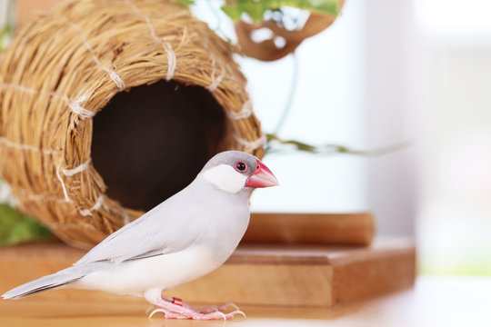 シルバー文鳥 Images – Browse 90 Stock Photos, Vectors, and Video