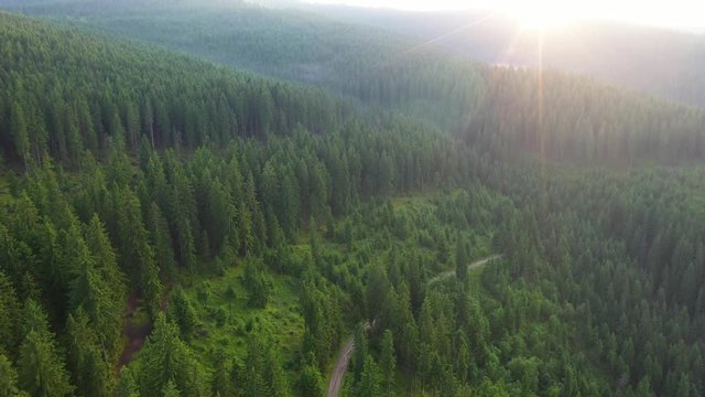 Flight over summer mountains with pine forests in the Carpathian Mountains, Transylvania.