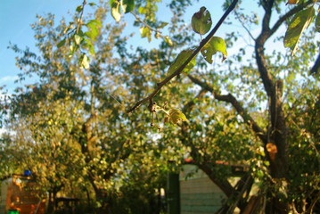 garden on an autumn evening in the countryside, Russia.