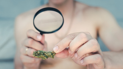 The young person looks at cannabis with magnifier and hold in his hand medical marijuana buds. Cannabis is a concept of herbal medicine.