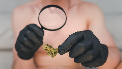 The young person looks at cannabis with magnifier and hold in his hand medical marijuana buds. Cannabis is a concept of herbal medicine.