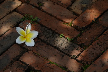 blooming plumeria flower