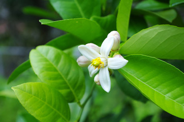 Obraz na płótnie Canvas 晩白柚の白い花