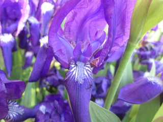 iris in the garden