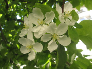 branch of apple tree