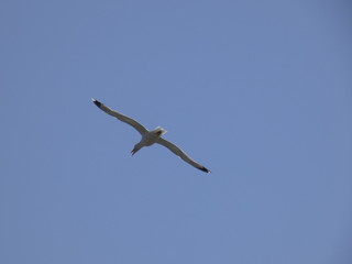 Gaviota volando, extendiendo sus grandes alas pasra aprovechar al máximo las corrientes de aire y las térmicas para elevar o bajar el vuelo