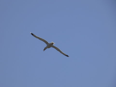 Gaviota volando, extendiendo sus grandes alas pasra aprovechar al m&aacute;ximo las corrientes de aire y las t&eacute;rmicas para elevar o bajar el vuelo