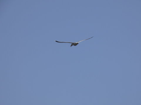 Gaviota volando, extendiendo sus grandes alas pasra aprovechar al m&aacute;ximo las corrientes de aire y las t&eacute;rmicas para elevar o bajar el vuelo