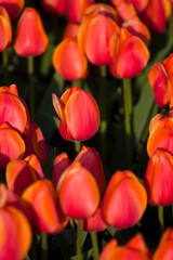 Closeup of tulips on a tulip field in Netherlands