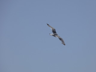 Gaviota volando, extendiendo sus grandes alas pasra aprovechar al máximo las corrientes de aire y las térmicas para elevar o bajar el vuelo