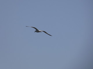Gaviota volando, extendiendo sus grandes alas pasra aprovechar al máximo las corrientes de aire y las térmicas para elevar o bajar el vuelo