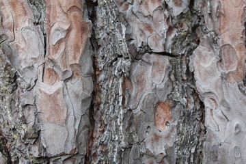  Old willow bark