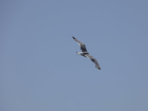 Gaviota volando, extendiendo sus grandes alas pasra aprovechar al m&aacute;ximo las corrientes de aire y las t&eacute;rmicas para elevar o bajar el vuelo