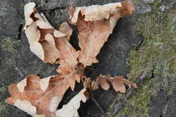  dry oak leaf on a cut of a tree