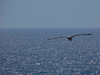 Gaviota volando, extendiendo sus grandes alas pasra aprovechar al máximo las corrientes de aire y las térmicas para elevar o bajar el vuelo