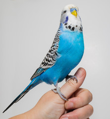 Тhe blue wavy parrot sits on the hand