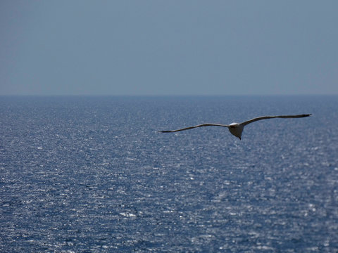 Gaviota volando, extendiendo sus grandes alas pasra aprovechar al m&aacute;ximo las corrientes de aire y las t&eacute;rmicas para elevar o bajar el vuelo