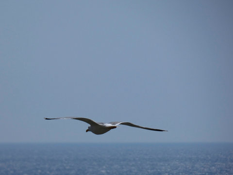 Gaviota volando, extendiendo sus grandes alas pasra aprovechar al m&aacute;ximo las corrientes de aire y las t&eacute;rmicas para elevar o bajar el vuelo